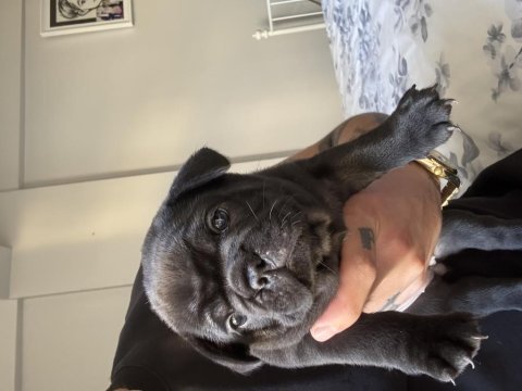 Merle french bulldog