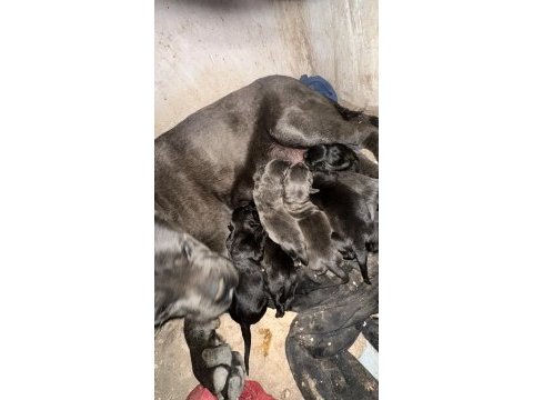 Yeni sağlam cane corso yavruları