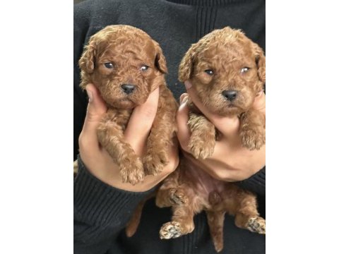 Toypoodle sevimli yavrular 