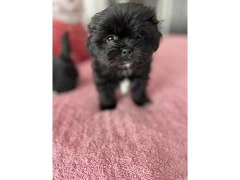 Safkan shih tzu yavruları