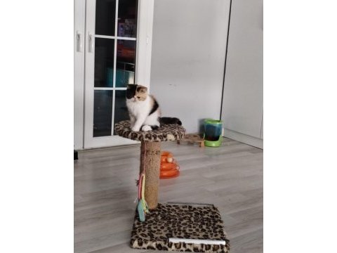 Cfa kayıtlı anne ve baba yavru kedimiz