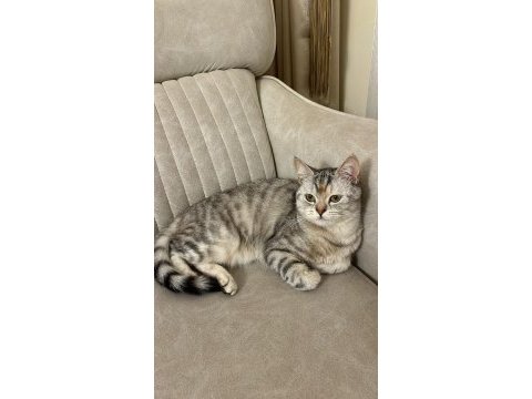 1 yaşında dişi kedimiz aşılı