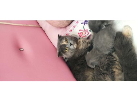 Uygun puanlı scottish fold sahiplendirme ilanıdır