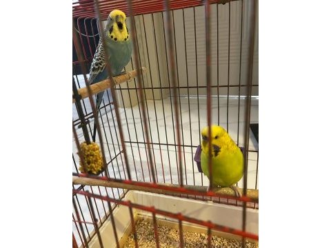 4 adet muhabbet kuşu