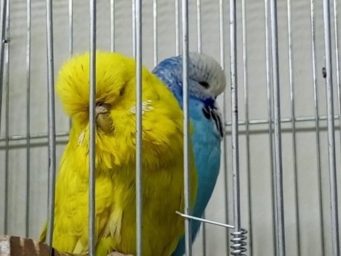 Yeni eş jumbo şov jumbo ve albino muhabbet kuşlar