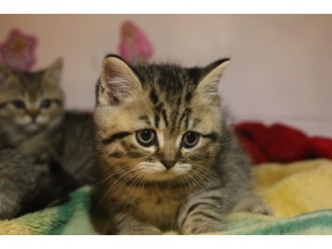Teslime hazır yavru british shorthair