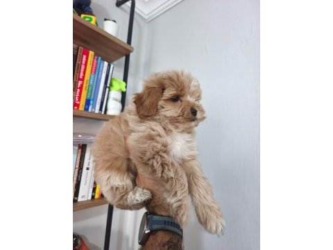 Maltipoo yavruları
