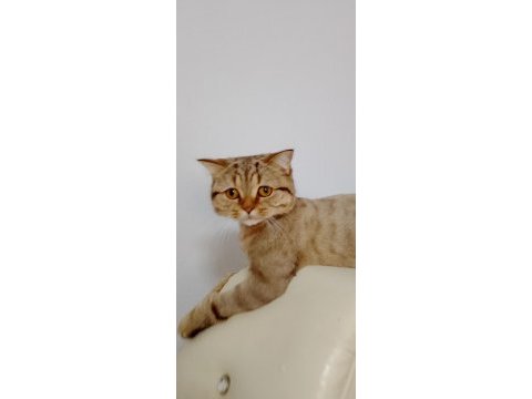Ücretsiz sıcak bir yuvası olsun istiyoruz