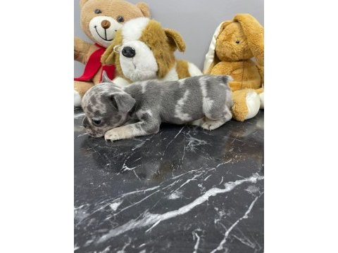 Üst düzey kalitede fluffy taşıyıcı bebekler