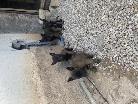 Hırs küpü malinois