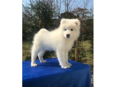 Irk ve sağlık garantili samoyed yavrularımız