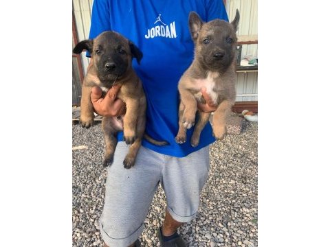 Süper malinois yavrularımız anne baba şampiyon
