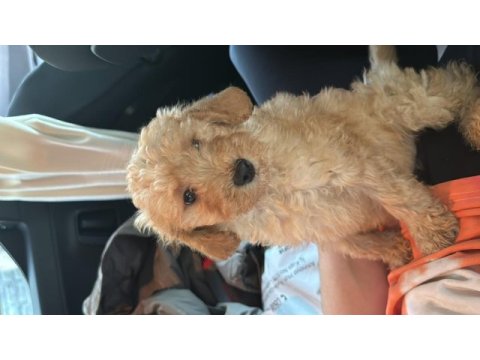 Çiş eğitimli toy poodle