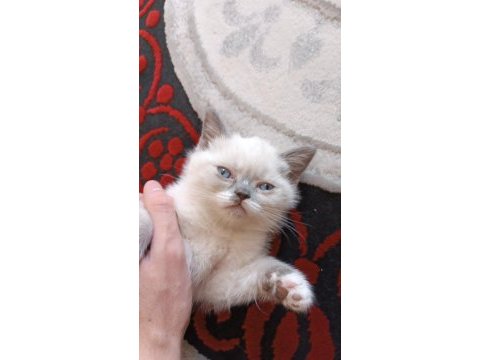 Baba exotic shorthair anne scottish straight