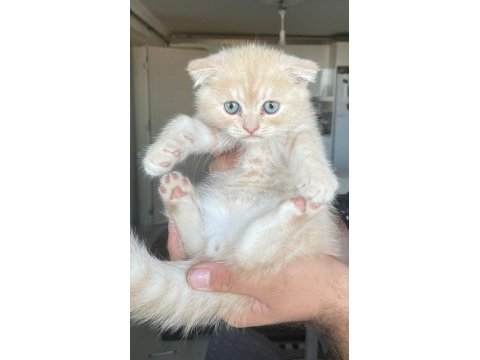 Golden shaded scottish fold