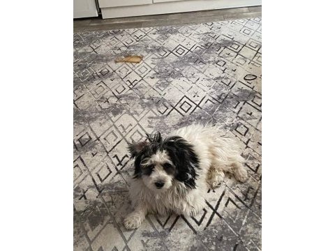 3 aylık erkek morkie terrier