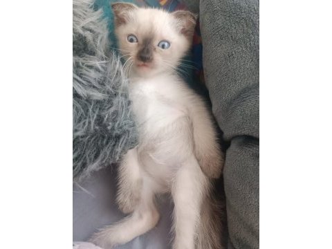 Tatlı siyam kedisi bebişimiz
