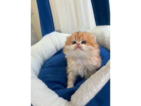 Showline british longhair bebeklerimiz