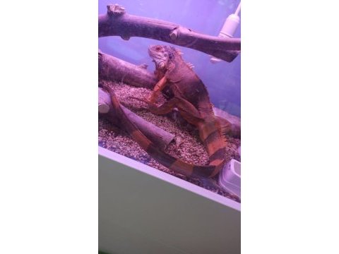 Kızıl iguana