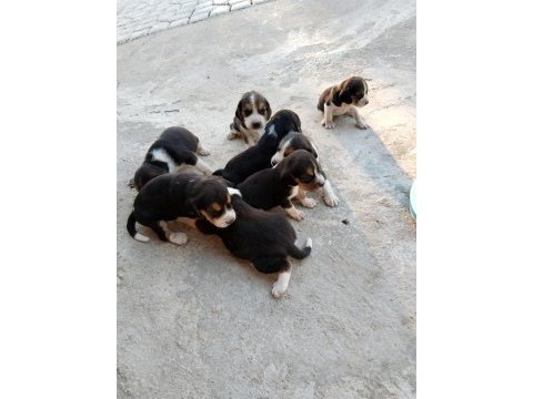 Safkan 4 erkek beagle yavrular