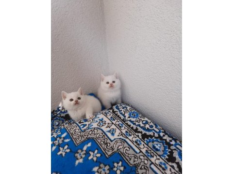 2 aylık british shorthair beyaz yavrular