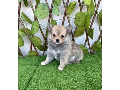 Spitz pomeranian