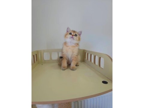 2 aylık safkan british shorthair