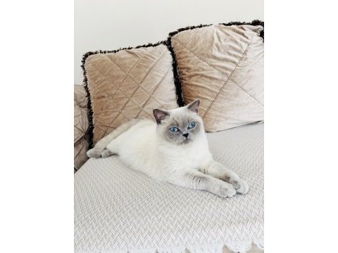 Prenses british shorthair kızlarımız