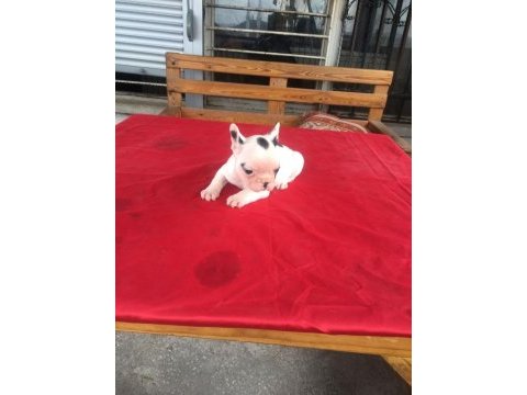 0-3 aylık french bulldog yavrularımız