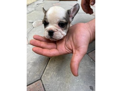 2,5 aylık french bulldoglar