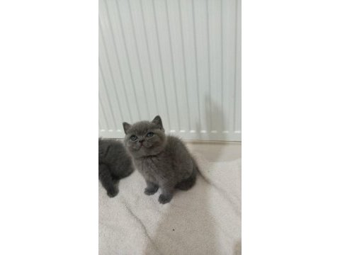 Minnoş orjinal kediler maraş merkez teslime hazır