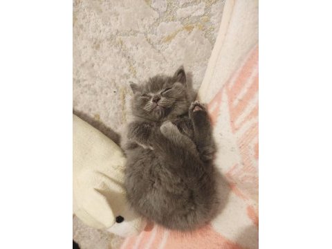 Scottish straıght 2 aylık erkek kedi