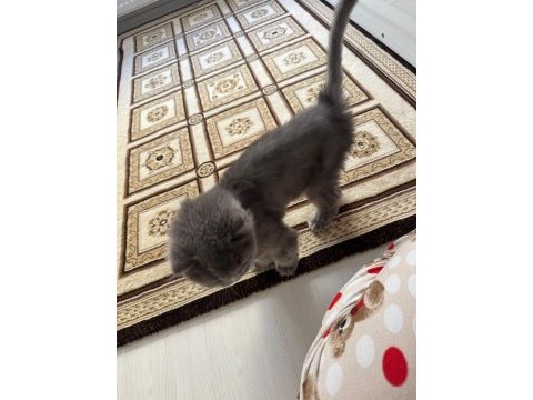 Yetişkin kısır dişi british longhair