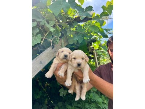 Golden retriever yavrularımız ırk garantilidir