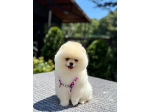 Ayıcık surat pomeranian boo bebekler