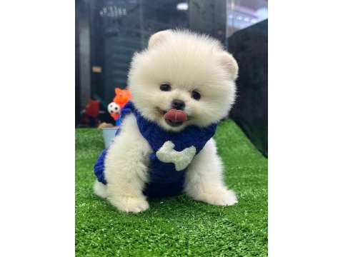 Pomeranian boo yavrularımız
