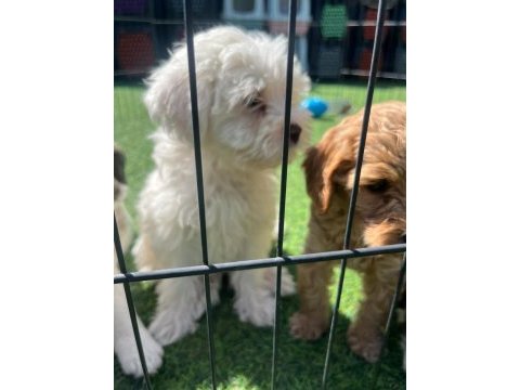 Yeni sütten kesilmiş terrier yavrular