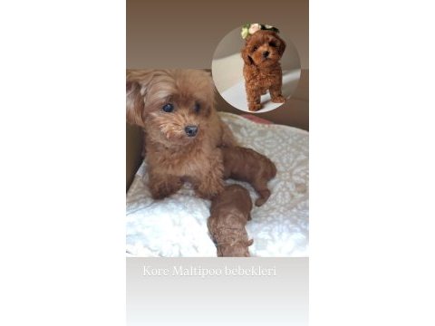Korekan maltipoo yavrularımız