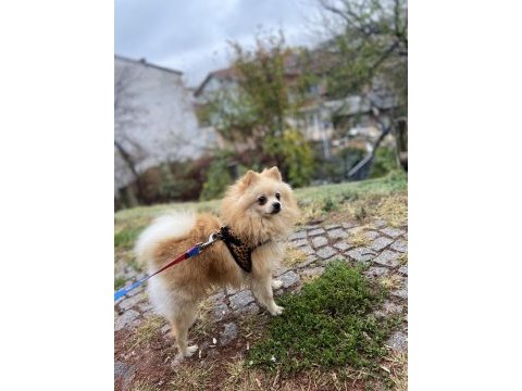 7 aylık pomeranian boo