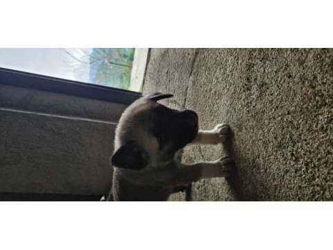 Ücretsiz sahiplendirilecek köpeğimiz