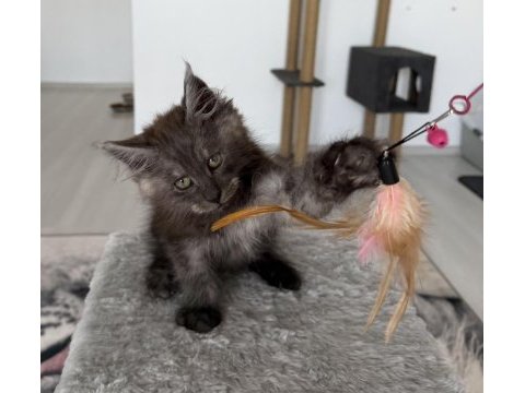 Maine coon ns erkek black smoke