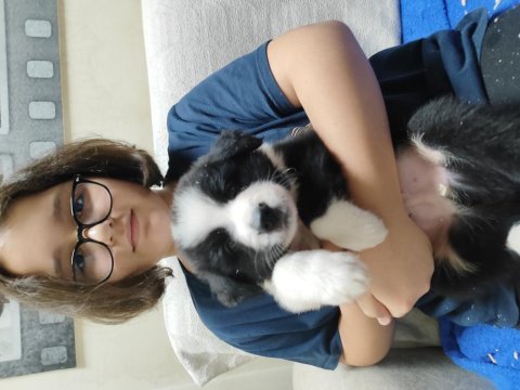 Fcı kıf şecereli border collie yavrular