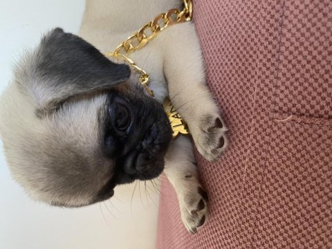 2 aylık kızımız lady pug