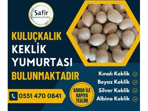 Kekliğin doğru adresi