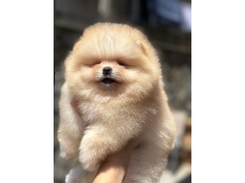 Pomeranian yavrular