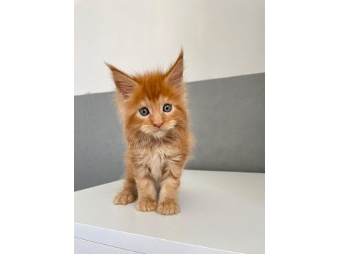 Mainecoon secereli faturalı show class red erkek 1 aylık