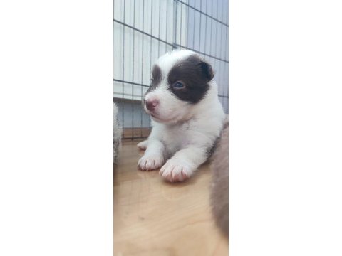 Safkan bebek surat border collie yavrularımız