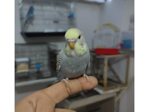 Ele alıştırmalık konuşturmalık renk güzelleri kuşlar