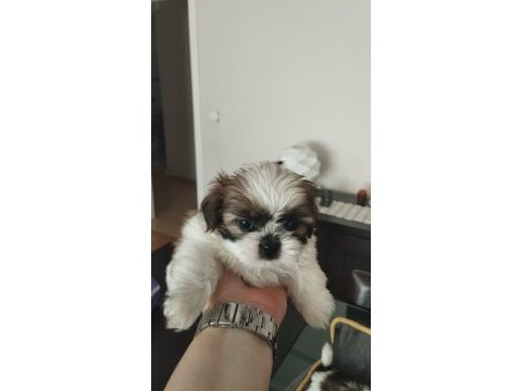40 günlük ırk garantili shih tzu yavrular
