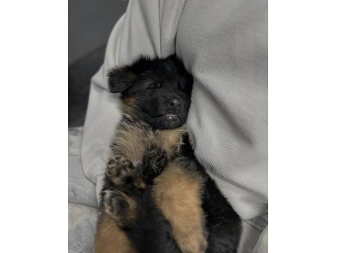 Orjinal alman kurdu köpeğimiz